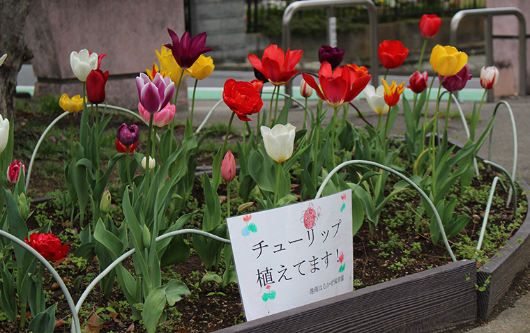 はるかぜ花壇｜港南はるかぜ保育ノート