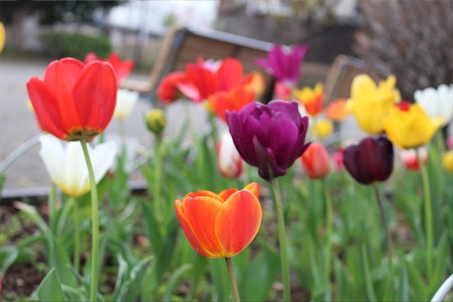 はるかぜ花壇｜港南はるかぜ保育ノート