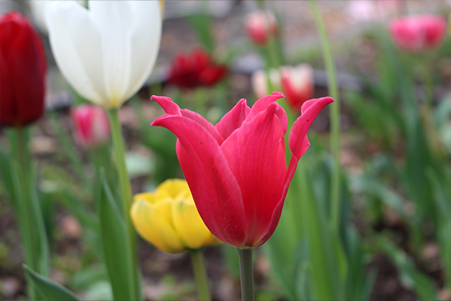 はるかぜ花壇｜港南はるかぜ保育ノート