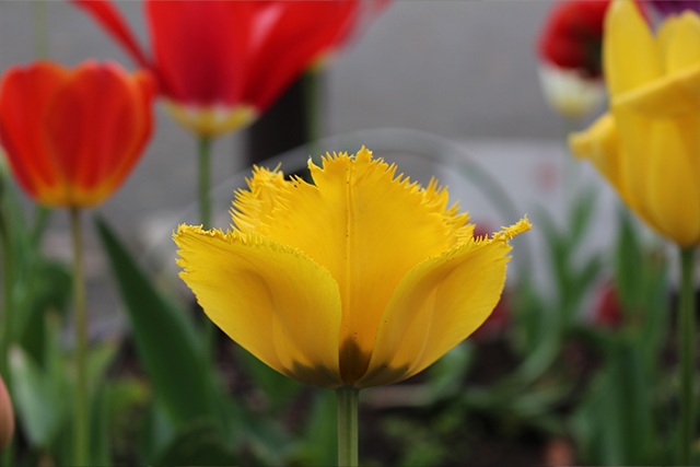 はるかぜ花壇｜港南はるかぜ保育ノート