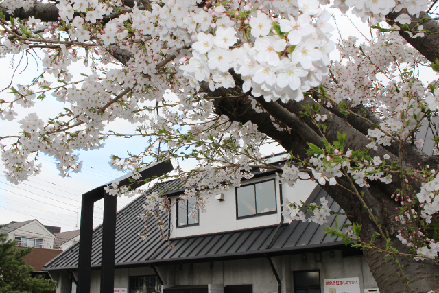 はるかぜ花壇｜港南はるかぜ保育ノート